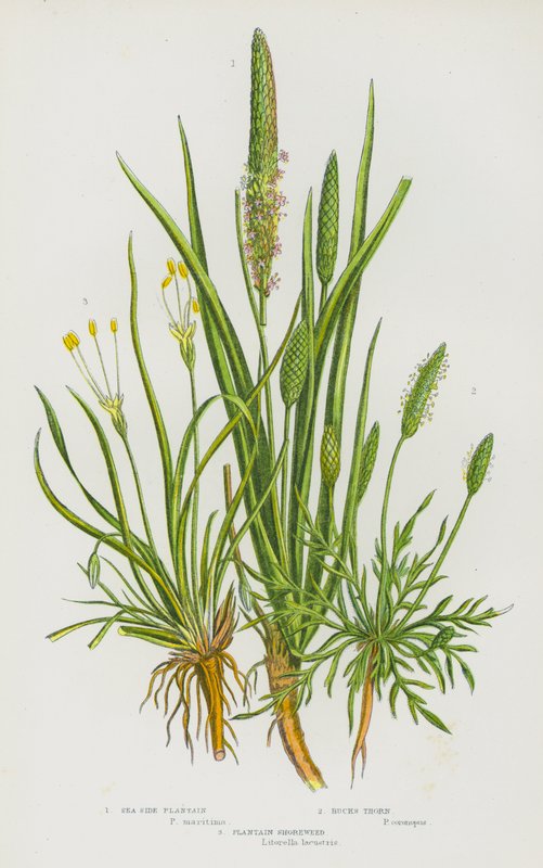 Bloeiende planten van Groot-Brittannië: Zeekantweegbree, Bokdoorn, Weegbree Oeverkruid door English School