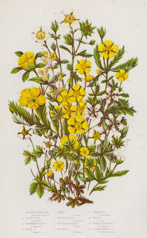 Bloeiende planten van Groot-Brittannië: Struikganzerik, Zilverkruid, Aardbeiganzerik, Grijze Ganzerik, Voorjaarsganzerik, Oranje Alpenganzerik, Zaagtandganzerik, Kruipganzerik, Tormentil, Witte Ganzerik, Driebladige Ganzerik door English School