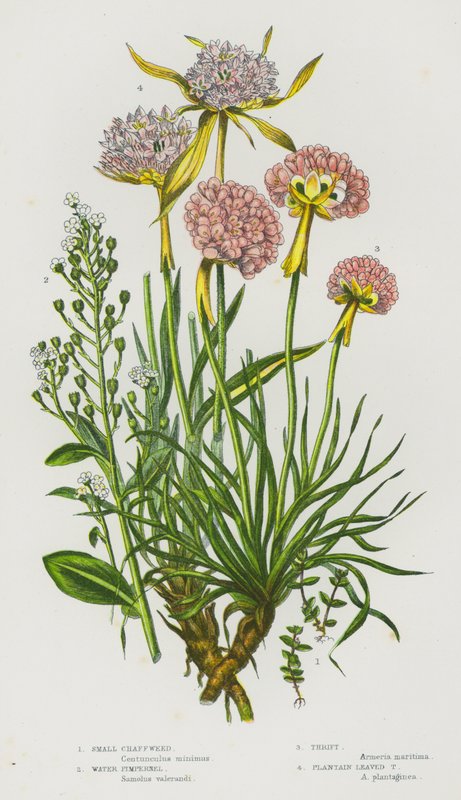 Bloeiende Planten van Groot-Brittannië: Kleine Kafkruid, Wateranjer, Engels Gras, Weegbreebladige Engels Gras door English School