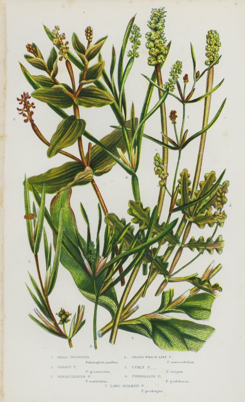 Bloeiende planten van Groot-Brittannië: Kleine vijverplant, Grasachtige vijverplant, Scherpbladige vijverplant, Grasachtige vijverplant, Krullende vijverplant, Omhullende vijverplant, Langstengelige vijverplant door English School