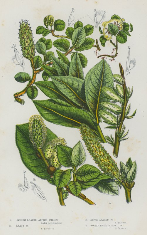Bloeiende planten van Groot-Brittannië: Gladde alpenwilg, Kleinste wilg, Appelbladige wilg, Wolachtige breedbladige wilg door English School