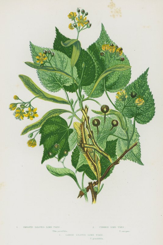 Bloeiende Planten van Groot-Brittannië: Gladde Linde, Gewone Linde, Grootbladige Linde door English School