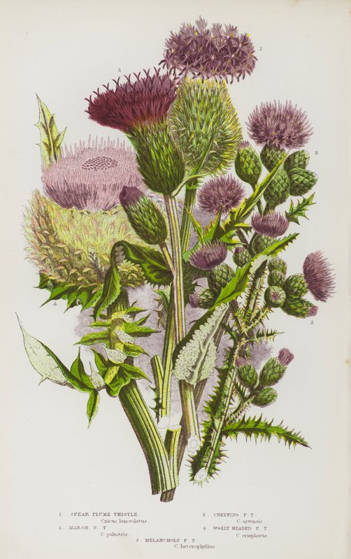 Bloeiende planten van Groot-Brittannië: Speerpluimdistel, Moeraspluimdistel, Kruipende Pluimdistel, Wolhoofdige Pluimdistel, Melancholische Pluimdistel door English School
