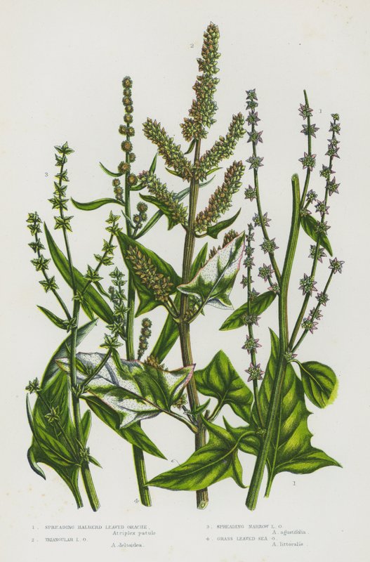 Bloeiende Planten van Groot-Brittannië: Verspreidende Halberdbladige Melde, Driehoekige Melde, Verspreidende Smalle Melde, Grasbladige Zeemelde door English School