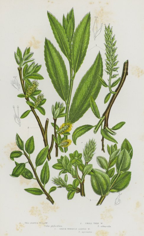 Bloeiende Planten van Groot-Brittannië: Theebladige Wilg, Kleine Boomwilg, Groene Bosbesbladige Wilg door English School