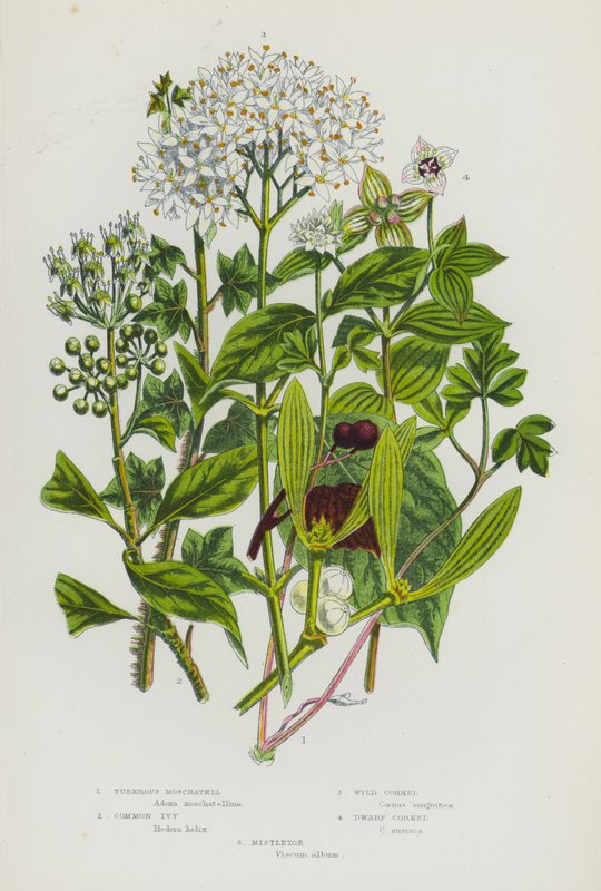 Bloeiende Planten van Groot-Brittannië: Knolmoschatel, Gewone Klimop, Wilde Kornoelje, Dwergkornoelje, Maretak door English School