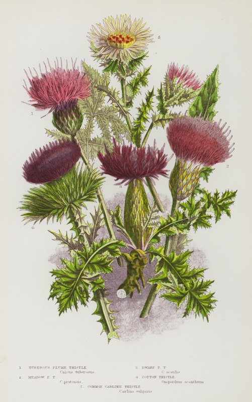 Bloeiende Planten van Groot-Brittannië: Knolvormige Pluimdistel, Weide Pluimdistel, Dwerg Pluimdistel, Katoendistel, Gewone Carlina Distel door English School