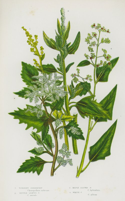 Bloeiende Planten van Groot-Brittannië: Rechte Melganzevoet, Brandnetelbladige Melganzevoet, Esdoornbladige Melganzevoet, Witte Melganzevoet door English School
