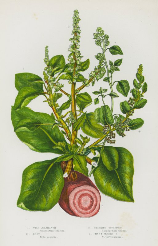 Bloeiende Planten van Groot-Brittannië: Wilde Amarant, Biet, Stinkende Melde, Veelzadige Melde door English School
