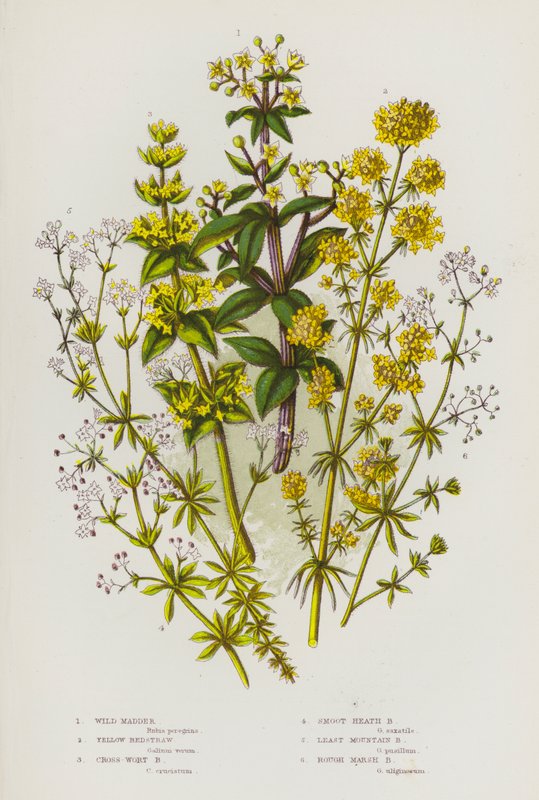 Bloeiende Planten van Groot-Brittannië: Wilde Meekrap, Geel Walstro, Kruisbladig Walstro, Gladde Heidewalstro, Klein Bergwalstro, Ruw Moeraswalstro door English School