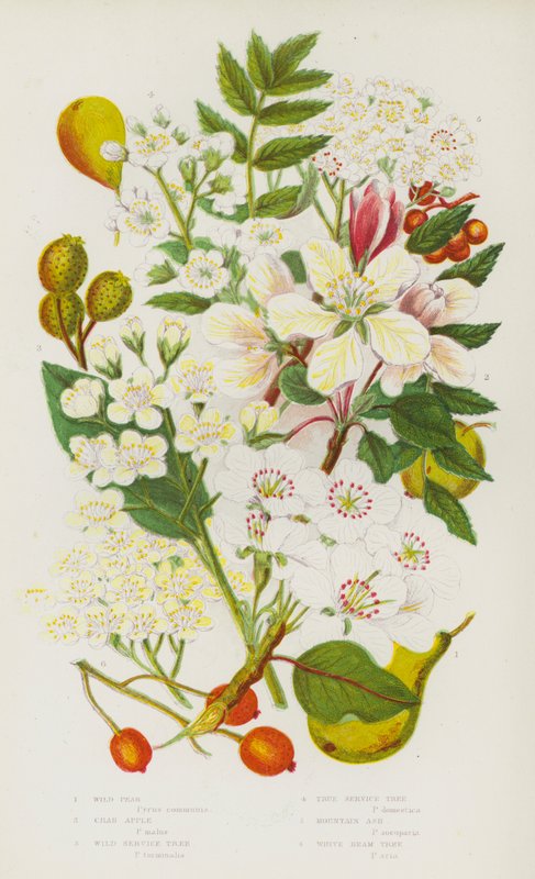 Bloeiende Planten van Groot-Brittannië: Wilde Peer, Wilde Appel, Wilde Dienstboom, Echte Dienstboom, Lijsterbes, Witte Straalboom door English School
