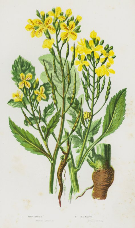 Bloeiende Planten van Groot-Brittannië: Wilde Radijs, Zee Radijs door English School