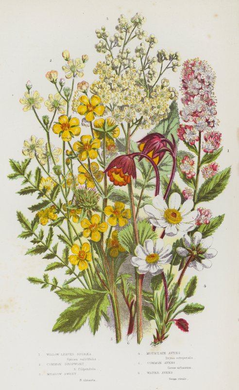 Bloeiende Planten van Groot-Brittannië: Wilgenbladige Spirea, Gewone Dropplant, Moerasspirea, Bergavens, Gewone Avens, Wateravens door English School