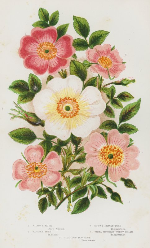Bloeiende Planten van Groot-Brittannië: Wilsons Roos, Sabines Roos, Donzige Roos, Kleinbloemige Hondsroos, Glanzende Hondsroos door English School