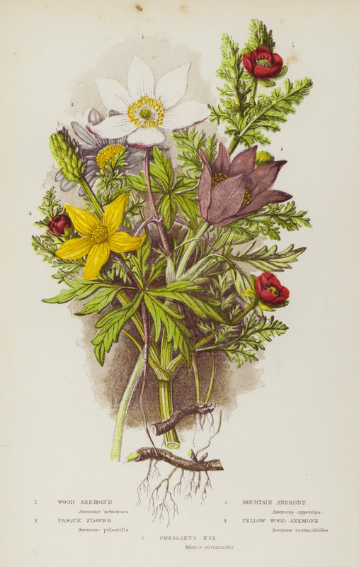 Bloeiende planten van Groot-Brittannië: Bosanemoon, Wildemanskruid, Berganemoon, Wildemanskruid, Gele Bosanemoon, Adonisroosje (kleur litho) door English School