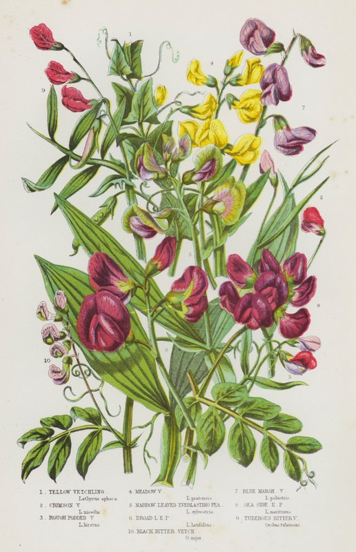 Bloeiende Planten van Groot-Brittannië: Gele Lathyrus, Rode Lathyrus, Ruwe Lathyrus, Weide Lathyrus, Smalbladige Eeuwige Lathyrus, Breedbladige Eeuwige Lathyrus, Zwarte Bittere Lathyrus, Blauwe Moeraslathyrus, Zeezijde Eeuwige Lathyrus, Knolvormige Bittere door English School