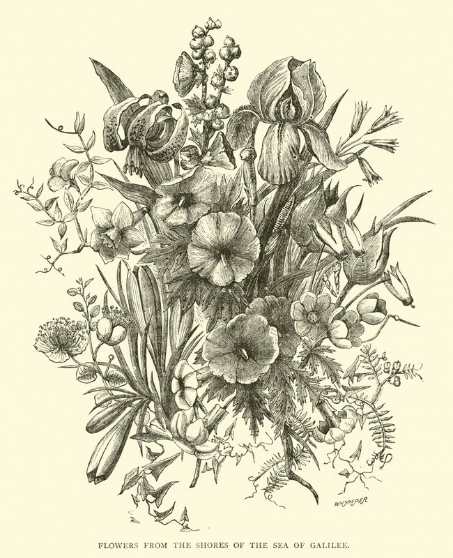 Bloemen van de oevers van het Meer van Galilea door English School