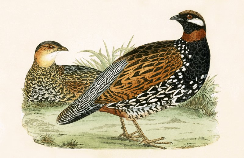 Francolin, illustratie uit 