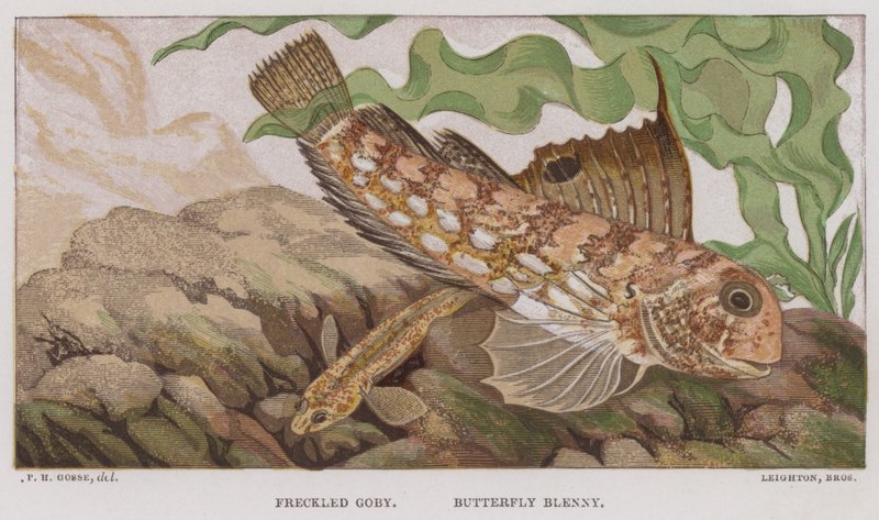 Gevlekte Grondel, Vlinder Blenny door English School