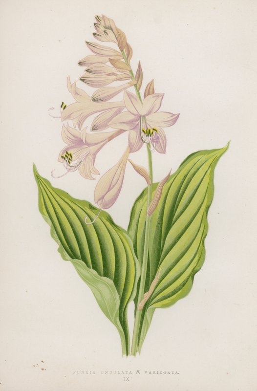 Funkia Undulata; B Variegata door English School