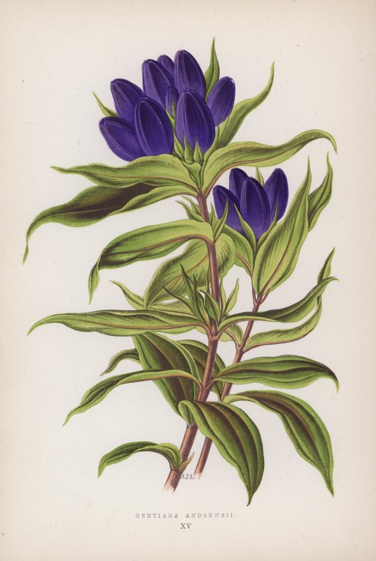 Gentiana Andrewsii door English School