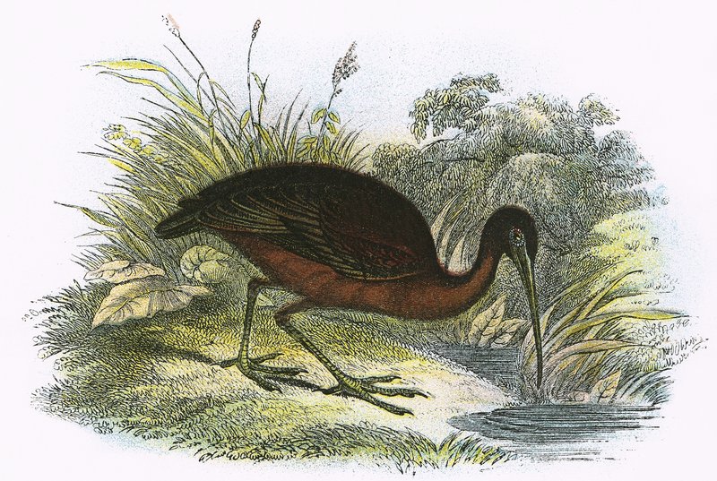 Glanzende ibis door English School