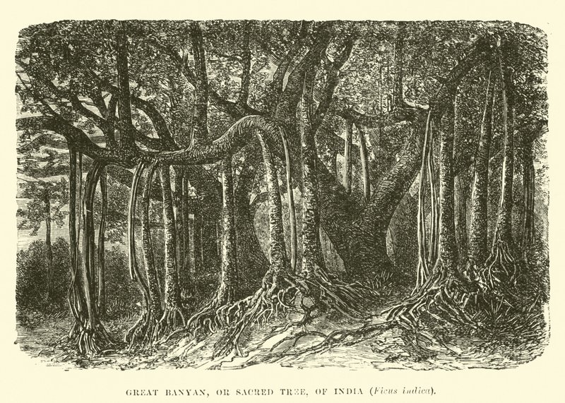 Grote Banyan, of Heilige Boom, van India, Ficus indica door English School