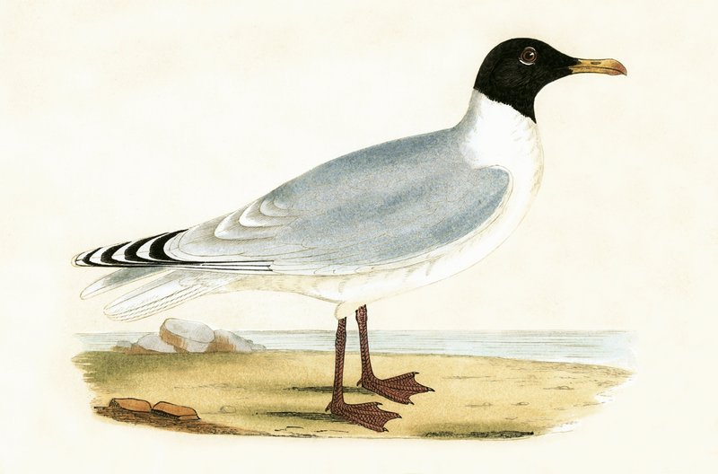 Grote zwartkopmeeuw, illustratie uit 