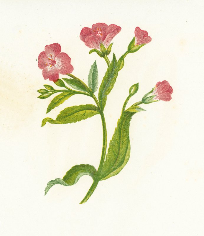 Harig wilgenroosje, Epilobium Hirsutum door English School