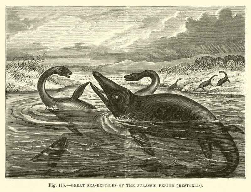 Grote zeereptielen van de Jura periode, gerestaureerd door English School