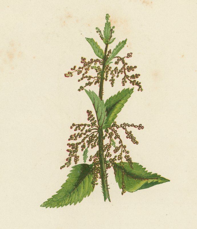 Groene Brandnetel, Urtica Dioica door English School