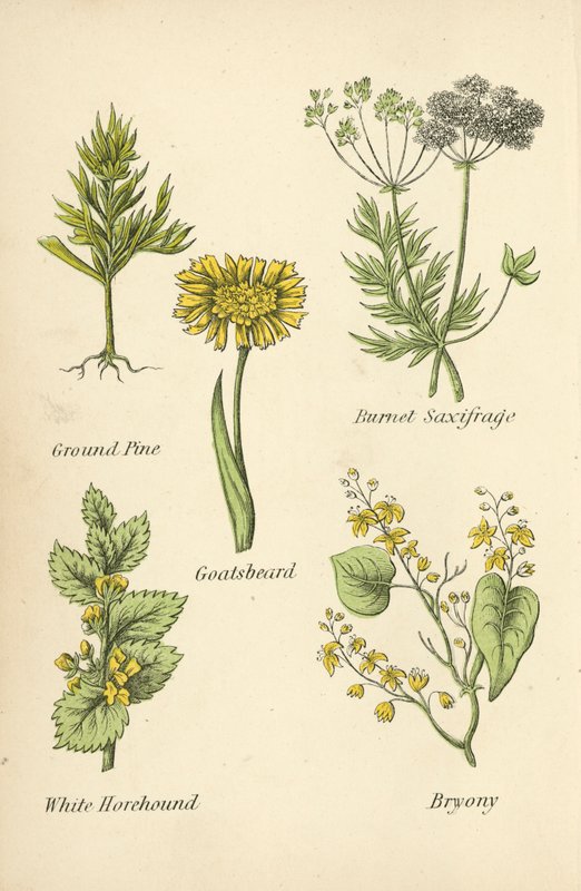 Grondpijn, Burnet Saxifrage, Geitenbaard, Witte Horehound, Bryony door English School