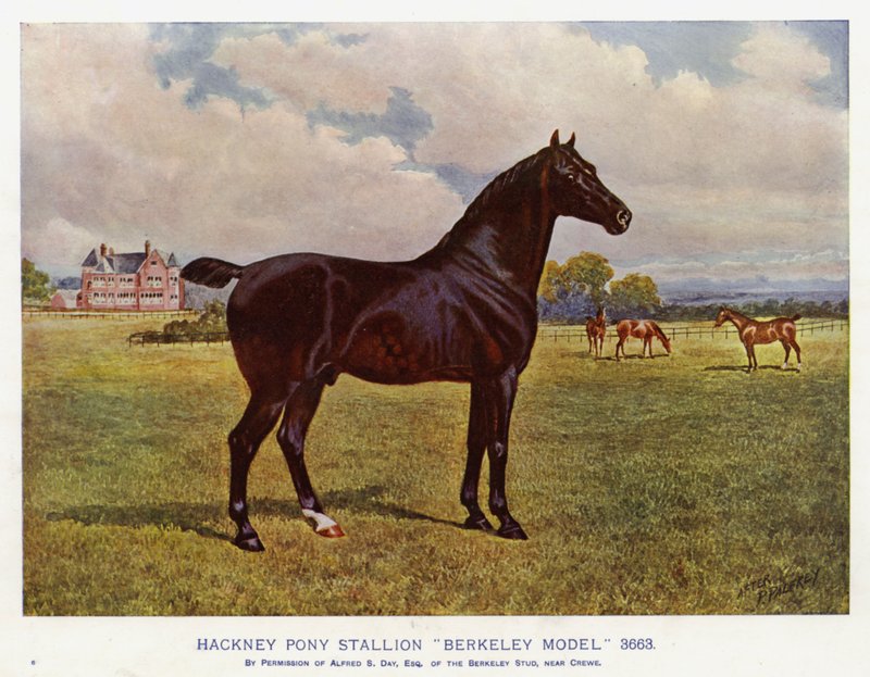Hackney Pony Hengst "Berkeley Model" 3663 door English School