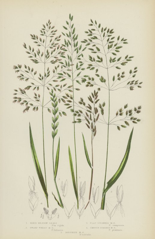 Hard Weidegras, Dwerg Weidegras, Plat Stengel Weidegras, Glad Stengel Weidegras (kleur litho) door English School