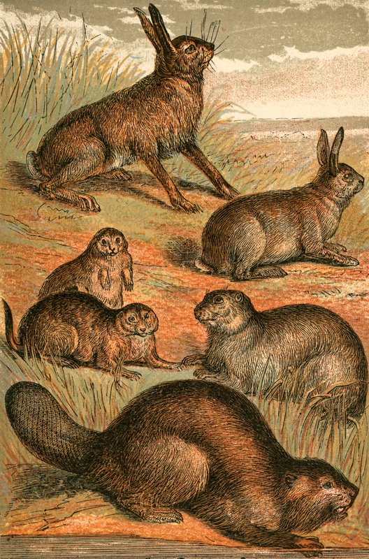 Haas, prairiehonden, konijn, marmot en bever door English School