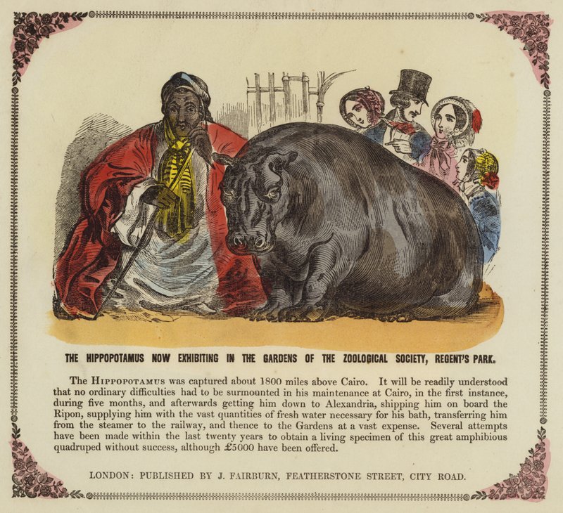 Nijlpaard in de tuinen van de Zoological Society, Regents Park, Londen door English School