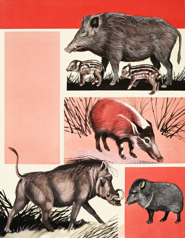 Montage van varkens en zwijnen door English School