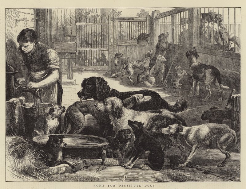 Tehuis voor behoeftige honden door English School