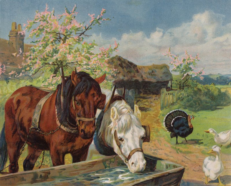 Paarden drinken uit een waterbak door English School