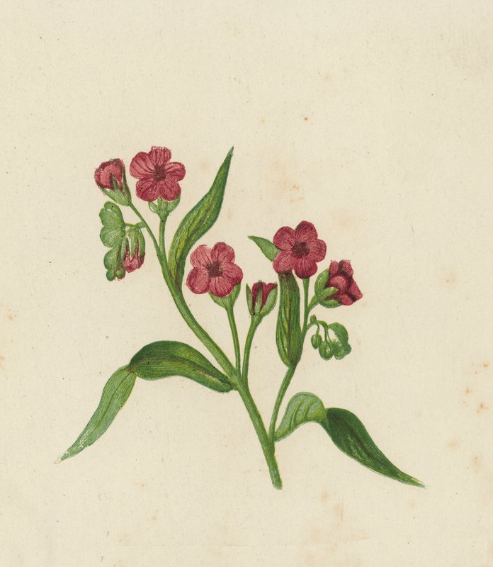 Hondstong, Cynoglossum Officinale door English School