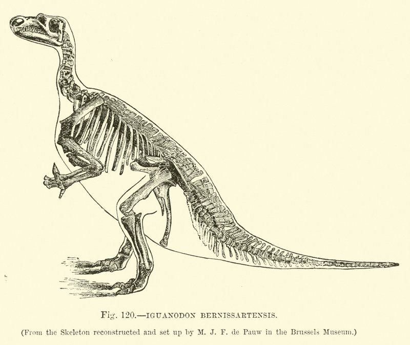 Iguanodon Bernissartensis door English School