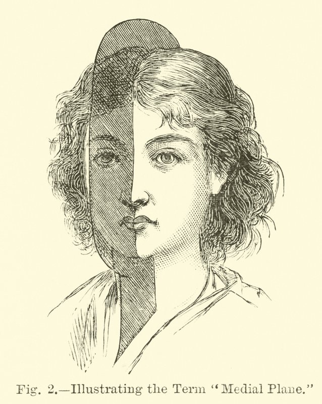 Illustratie van de Term Mediale Vlak door English School