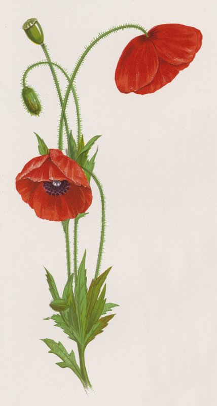 Illustratie voor Een Droom van een Tuin door English School