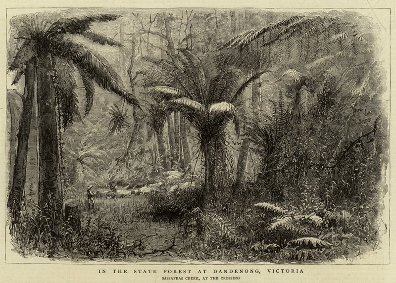 In het staatsbos bij Dandenong, Victoria (gravure) door English School