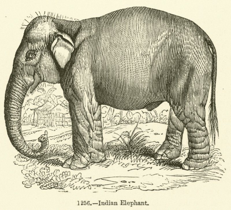 Indiase olifant door English School