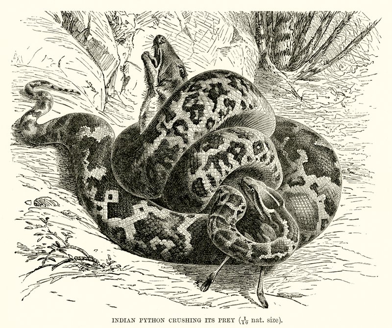 Indische Python die zijn prooi verplettert door English School