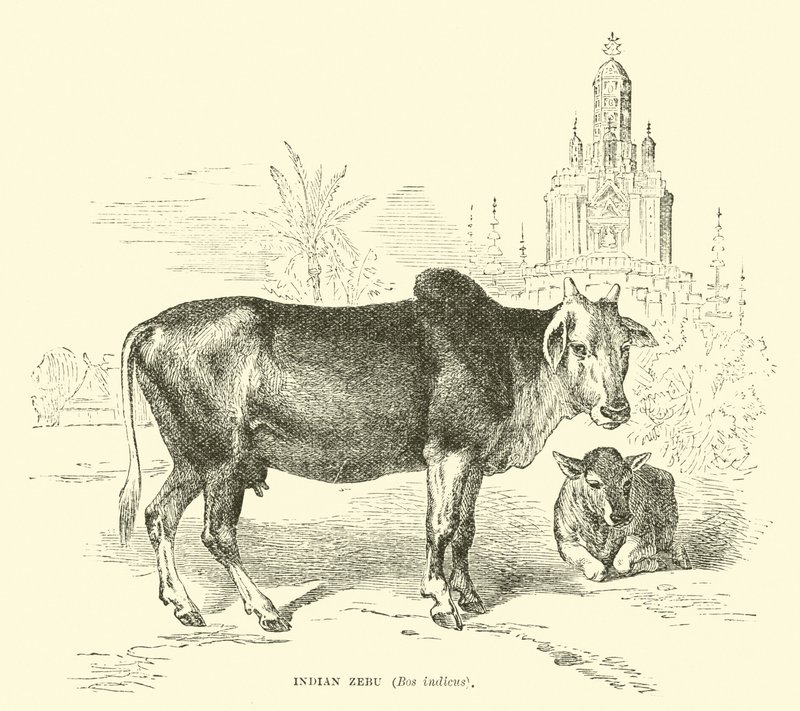 Indische Zebu, Bos indicus door English School
