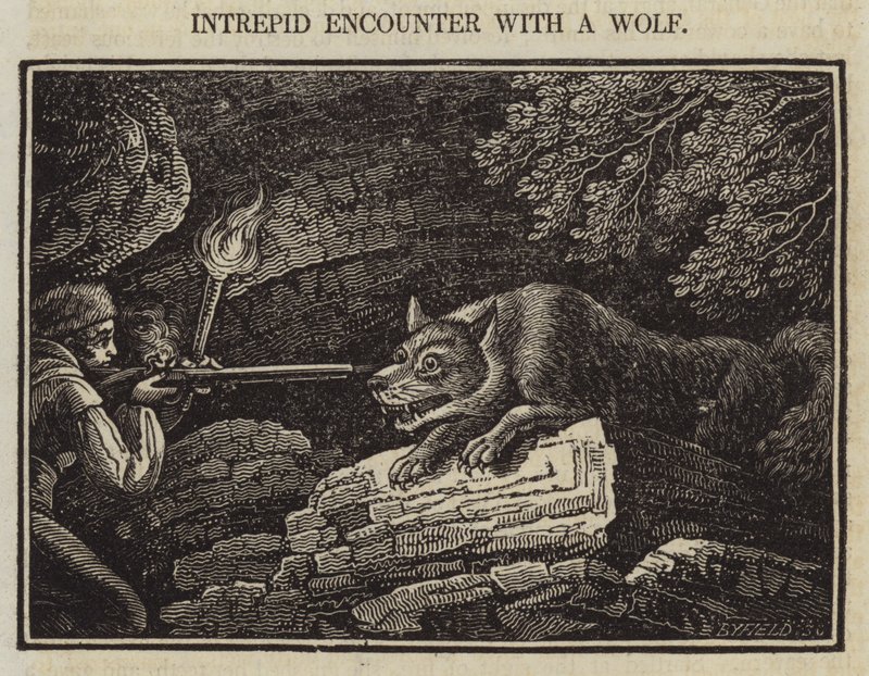 Onverschrokken Confrontatie met een Wolf door English School