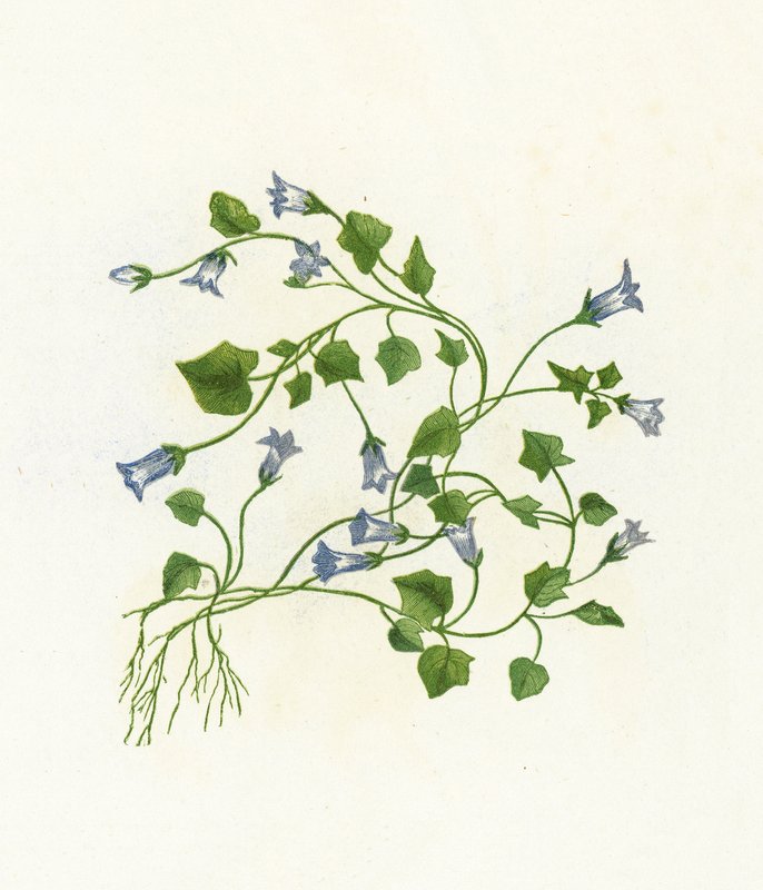 Klimopklokje, Campanula Hederacea door English School