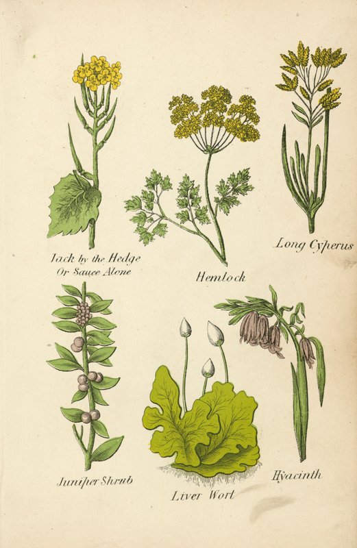 Look-zonder-look, Gevlekte Scheerling, Lange Cyperus, Jeneverbesstruik, Levermos, Hyacint door English School